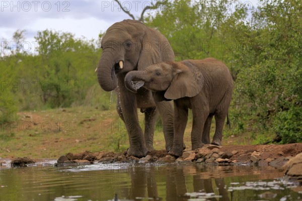 African elephant (Loxodonta africana), adult, male, bull, young animal, young bull with young animal, at the water, drinking, Kruger National Park, Kruger National Park, South Africa, Africa