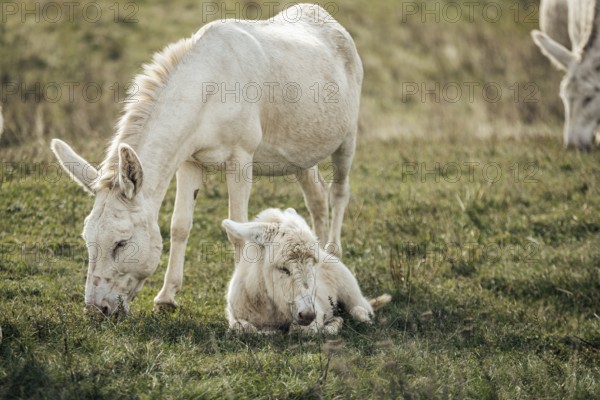 White donkeys, baroque donkeys, with foals together in a meadow, Lake Neusiedl National Park, Burgenland, Austria, Europe