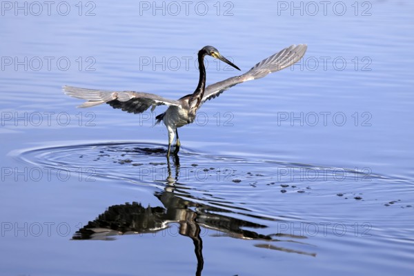 Tricoloured Heron (Egretta tricolor), adult, in the water, foraging, hunting, Merritt Island, Black Point Wildlife Drive, Florida, USA, North America