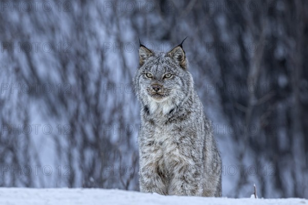 Canada lynx (Lynx canadensis), wild, winter, snow, sitting, head-on, Alaska Highway, Yukon, Canada, North America