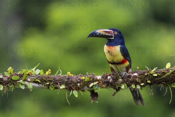 Collared Aracari (Pteroglossus torquatus), Toucans (Ramphastidae), Laguna del Lagarto Lodge, Alajuela, Costa Rica, Central America