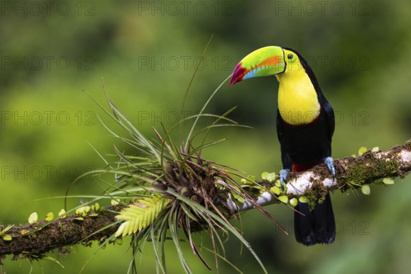 Fishing Toucan (Ramphastos sulfurantus), Toucans (Ramphastidae), Laguna del Lagarto Lodge, Alajuela, Costa Rica, Central America