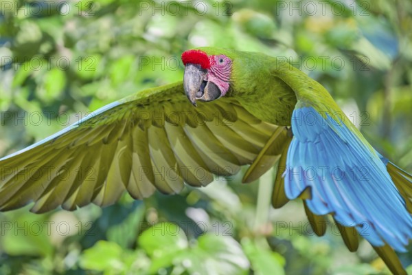 Great green macaw in flight (Ara ambiguus) Costa Rica