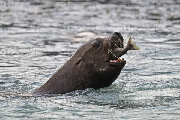 Steller sea lion (Eumetopias jubatus) swimming in the water and eating a humpback salmon, Prince William Sound