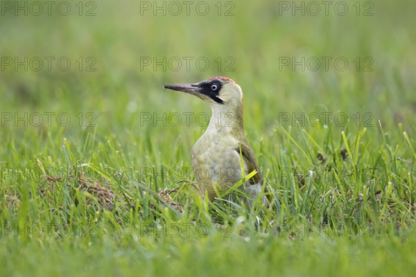 Green woodpecker (Picus viridis), young bird foraging in meadow, Rosensteinpark, Stuttgart, Baden-Württemberg, Germany, Europe
