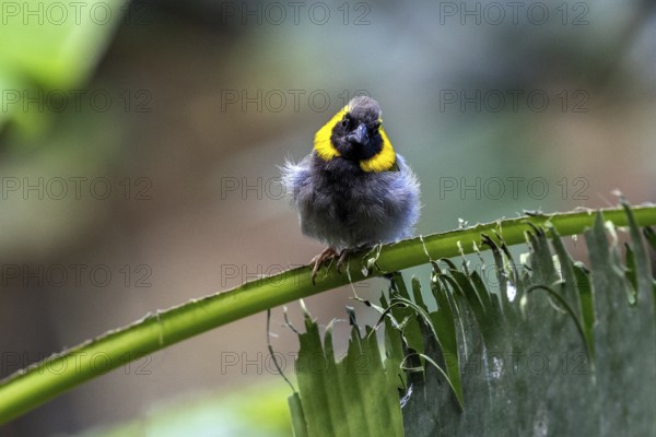 Cuban Finch (Tiaris canora) sitting on palm leaf, captive, Germany, Europe