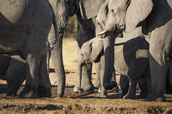 Elephant baby, Loxodonta africana, standing between the elephant herd, being protected by adult animals. Savuti, Chobe National Park, Botswana, Africa