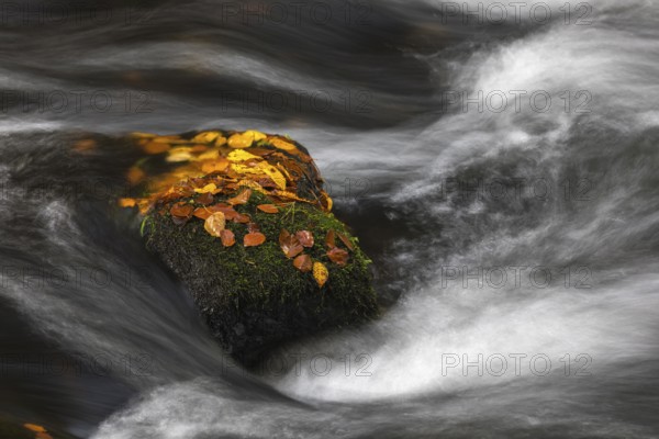 Flowing water with ferns and rocks in the Edmunds Gorge in autumn. River Kamnitz, Hrensko, Ustecky kraj, Czech Republic, Europe
