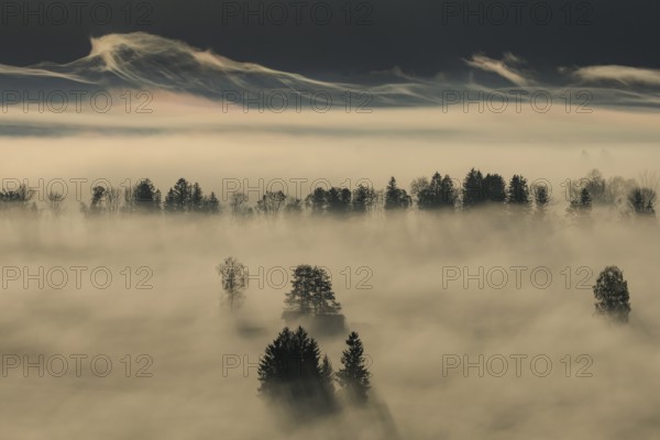 Foggy mood, fog, morning light, backlight, autumn, Loisach-Lake Kochel-Moor, foothills of the Alps, Bavaria, Germany, Europe