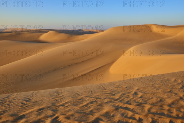 Endless sand dunes under a clear blue sky, glowing in golden sunlight, Matruh, Great Sand Sea, Libyan Desert, Sahara, Egypt, North Africa, Africa