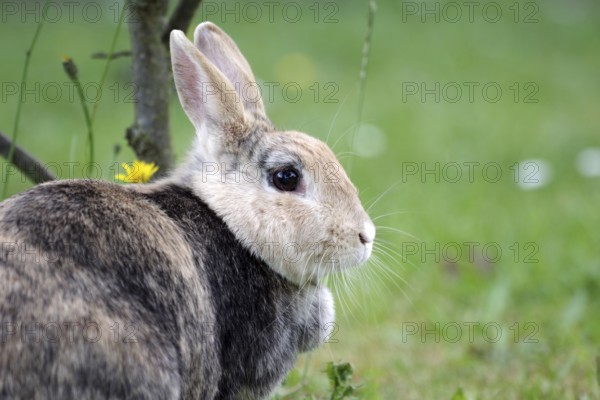 Rabbit (Oryctolagus cuniculus domestica), portrait, garden, portrait of pretty domestic rabbit in blooming garden