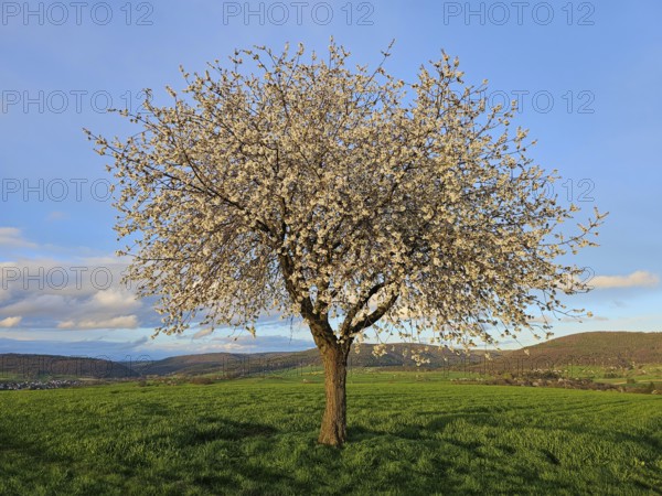 Apple tree (Malus) in full bloom, in a meadow in spring, Mönchberg, Mltenberg, Spessart, Bavaria, Germany, Europe