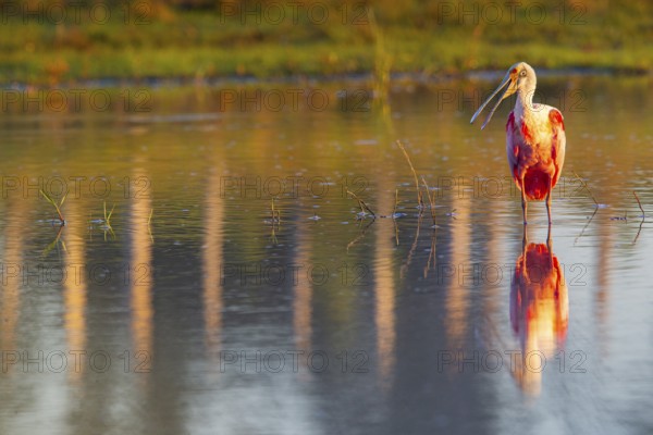 Roseate spoonbill (Ajaia ajaja) Pantanal Brazil