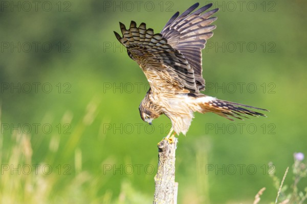 Montagu's harrier (Circus pygargus) wbl Germany