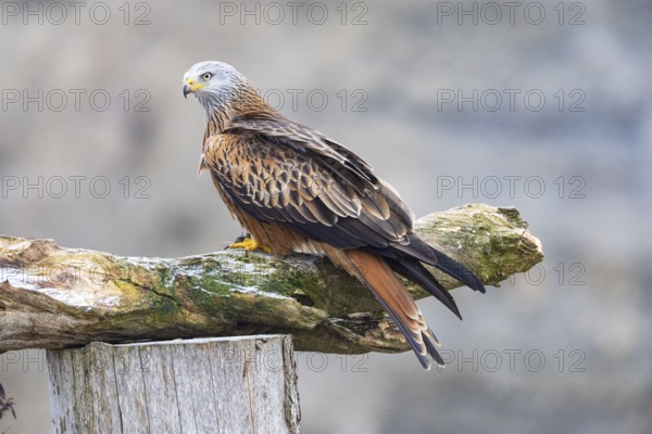 Red kite (Milvus milvus) Germany