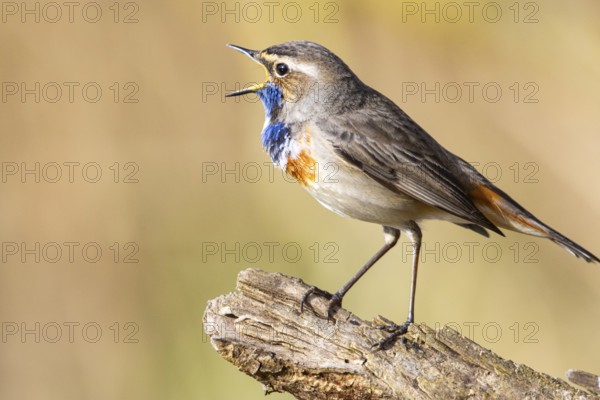 Bluethroat (Luscinia svecica cyanecula) Male Germany