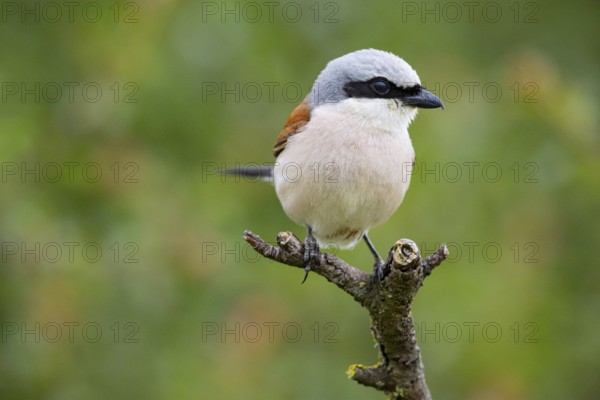 Red-backed shrike (Lanius collurio) ml Germany