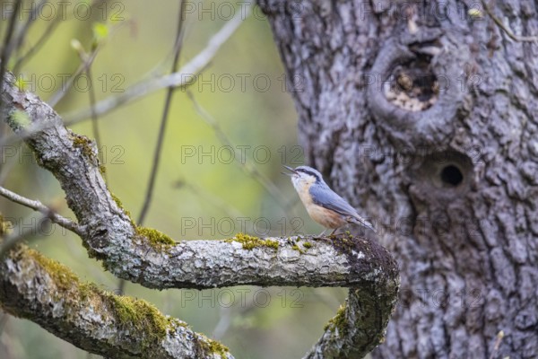 Nuthatch (Sitta europaea) Courtship song Germany