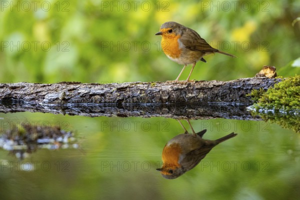 European robin (Erithacus rubecula) bathing Germany