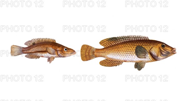 Fish, fish, left: Fish genus from the snapper family Lutjanus rostratus, the snouted Lutian. right, Fish genus from the snapper family Lutjanus virescens, the Green-Fin, Historic, digitally restored reproduction from a 19th century original, Record date not stated