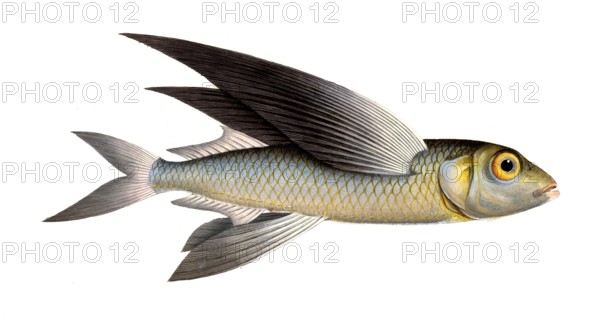 Fish, Flying fish, genus Flying fish, Exocoetus exsiliens, the Springfish, the Swallow, Historical, digitally restored reproduction from a 19th century original, Record date not stated