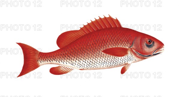 Fish, Fish, Wrasse family, Bodianus Aya, the Aya, Historical, digitally restored reproduction from a 19th century original, Record date not stated