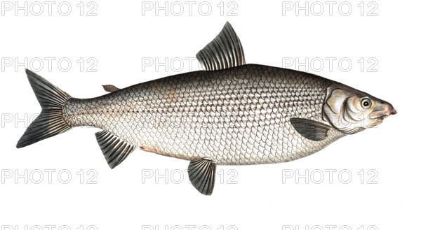 Fish, Fish, Salus Thymallus latus, the broad grayling, European grayling, Historical, digitally restored reproduction from a 19th century original, Record date not stated