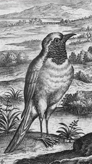 Copperplate engraving by Adriaen Collaert, from Avium Vivae Icones, the series of birds, around 1600, Antwerp