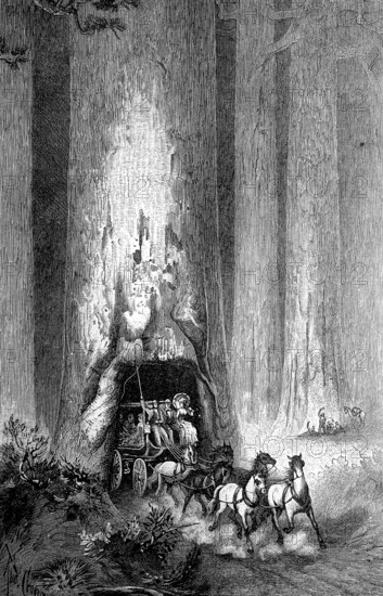 Ride on a stagecoach through one of the giant sequoia trees, Sequoiadendron giganteum, in California, America, Historical, digital reproduction of an original from the 19th century