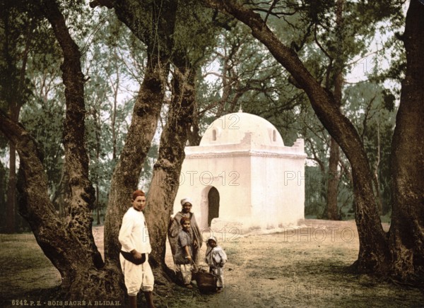 The sacred forest near Blidah in Algeria, ca 1890, Historical, digitally restored reproduction from a 19th century original, Record date not stated