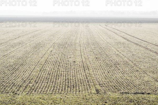Early Morning ladscape of fields with frost, Wörth an der Donau, Regensburg, Upper Palatinate, Bavaria, Germany, Europe
