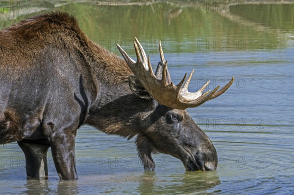 Moose, elk (Alces alces) close-up portrait of bull, male with fully developed antlers drinking water from pond in autumn, native to Scandinavia
