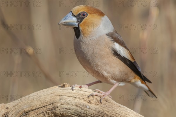 Hawfinch (Coccothraustes coccothraustes) on a branch in the forest. Lower Rhine, Alsace, France, Europe
