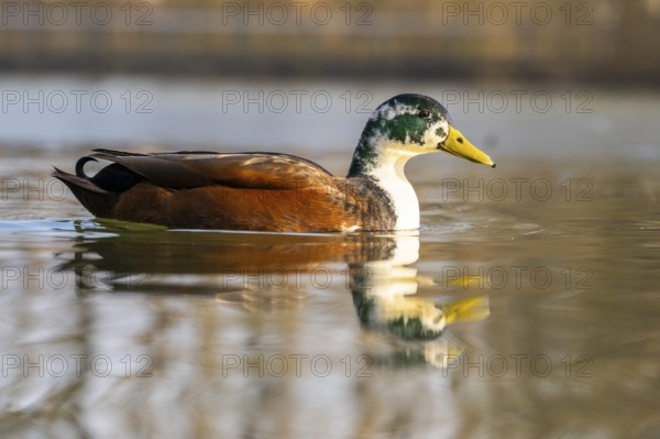 Mallard (Anas platyrhynchos) on a lake in winter, Bavaria, Germany, Europe