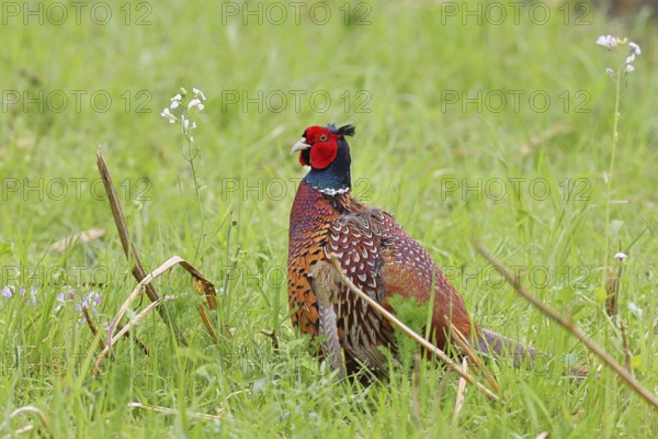 Pheasant, hunting pheasant (Phasianus colchicus), adult male bird in a meadow, wildlife, Lembruch, Ochsen Moor, Dümmer nature park Park, Lower Saxony, Germany, Europe
