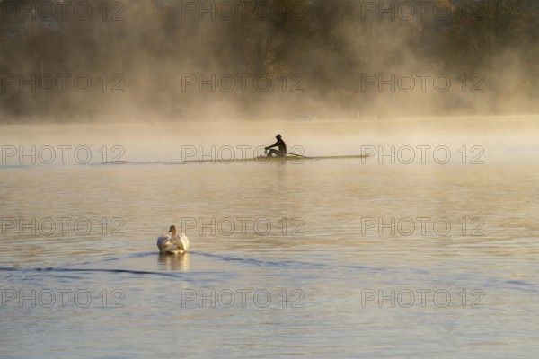 Sunrise, autumn atmosphere at Lake Baldeney, near Haus Scheppen, in Essen, rower, swan, North Rhine-Westphalia, Germany, Europe