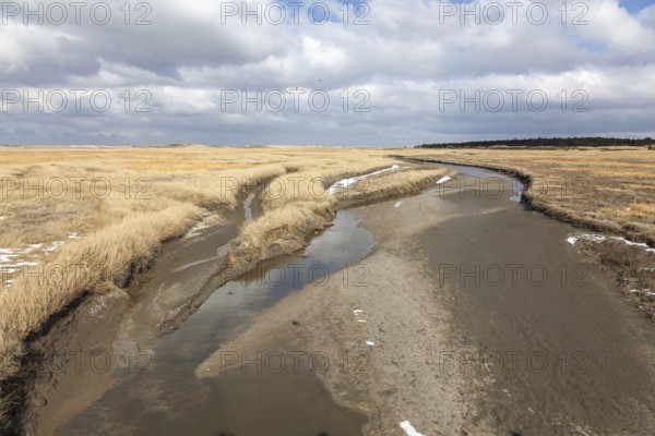 Tidal creek in the salt marshes between the sandbanks and dunes off Sankt Peter-Ording, Sankt Peter-Ording, Schleswig-Holstein, Germany, Europe