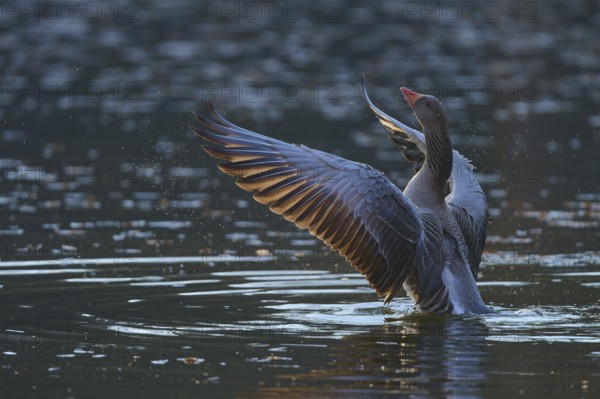 Greylag goose (Anser anser), flapping its wings in the water, surrounded by glittering light, spring, Bavaria, Germany, Europe