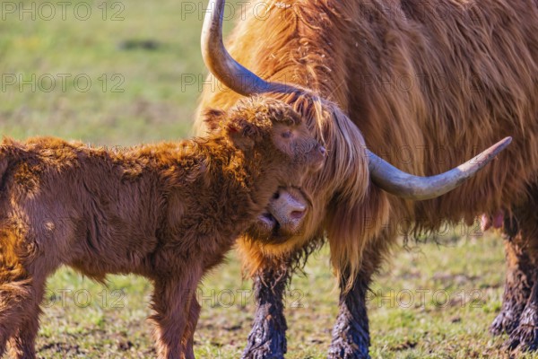 One Highland cow (Bos (primigenius) taurus) stands on a meadow and licks her calf clean