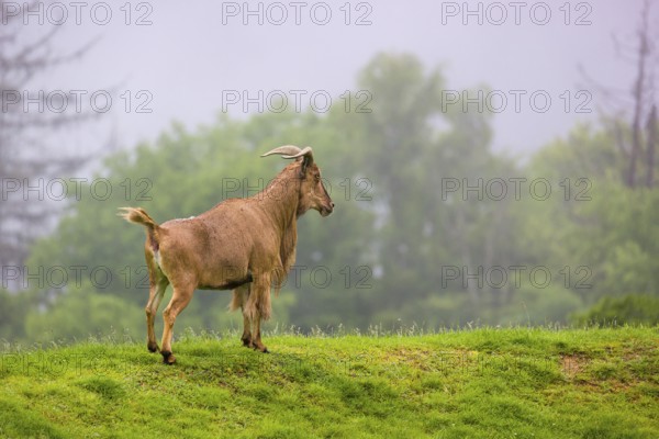 One Barbary sheep (Ammotragus lervia) stands on green hilly ground on a foggy day. Some trees stand in the background