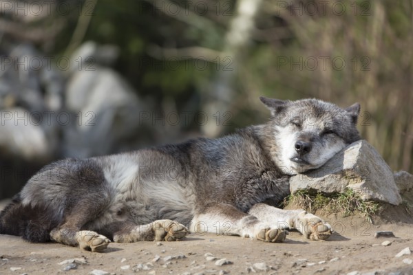 One Northern Timber wolf (Canis lupus occidentalis), or Mackenzie Valley wolf, lying on the ground, sleeping and using a stone as pillow. With forest in background