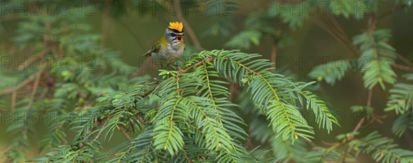 Goldcrest, Regulus ignicapillus, Luce, Mountain area, Luce, Styria, Slovenia, Europe