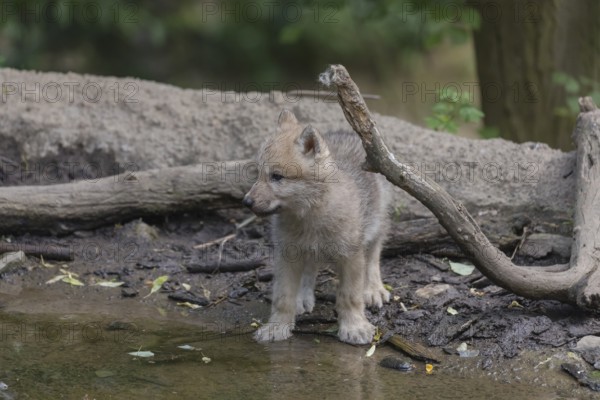 One four weeks old Arctic wolf cub (Canis lupus arctos) standing on a dry dam of a pond with green forest in the background