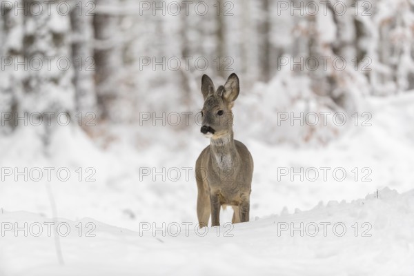 One young male Roe Deer, Roe buck (Capreolus capreolus), walking through a forest in deep snow. Trees in the background