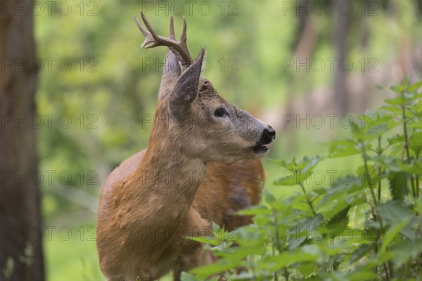One male Roe Deer, Roe buck (Capreolus capreolus), walking on the forest floor through dense vegetation on hilly ground