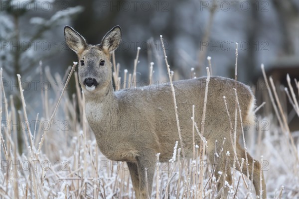 Roe deer between fir trees with hoar frost on the ground at minus 15 °C