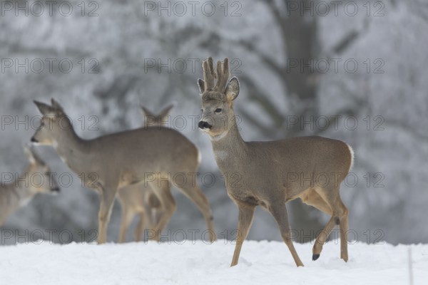 Some female and one male Roe Deer, (Capreolus capreolus), walking over a snowy meadow. Snow covered trees in the background