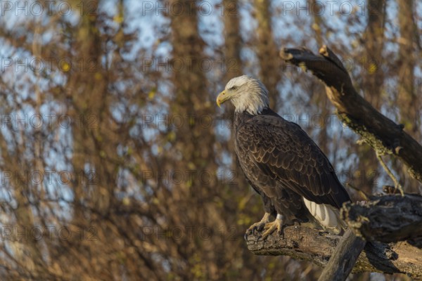 One Bald Eagle, Haliaeetus leucocephalus, standing on a branch of a tree. A forest in the background