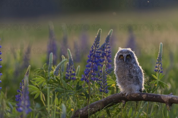 One young long-eared owl (Asio otus), sitting on a branch that is lying in a field of flowering lupines. Backlit scene