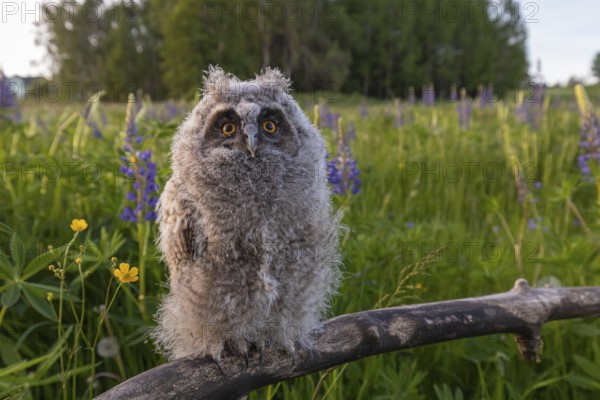 One young long-eared owl (Asio otus), sitting on a branch that is lying in a field of flowering lupines. Wide angle scene in late light